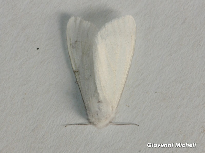 Hyphantria cunea, Erebidae Arctiinae